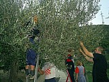 Garden, Vineyard, Olive trees. House SLAVOMIR. Click for larger image